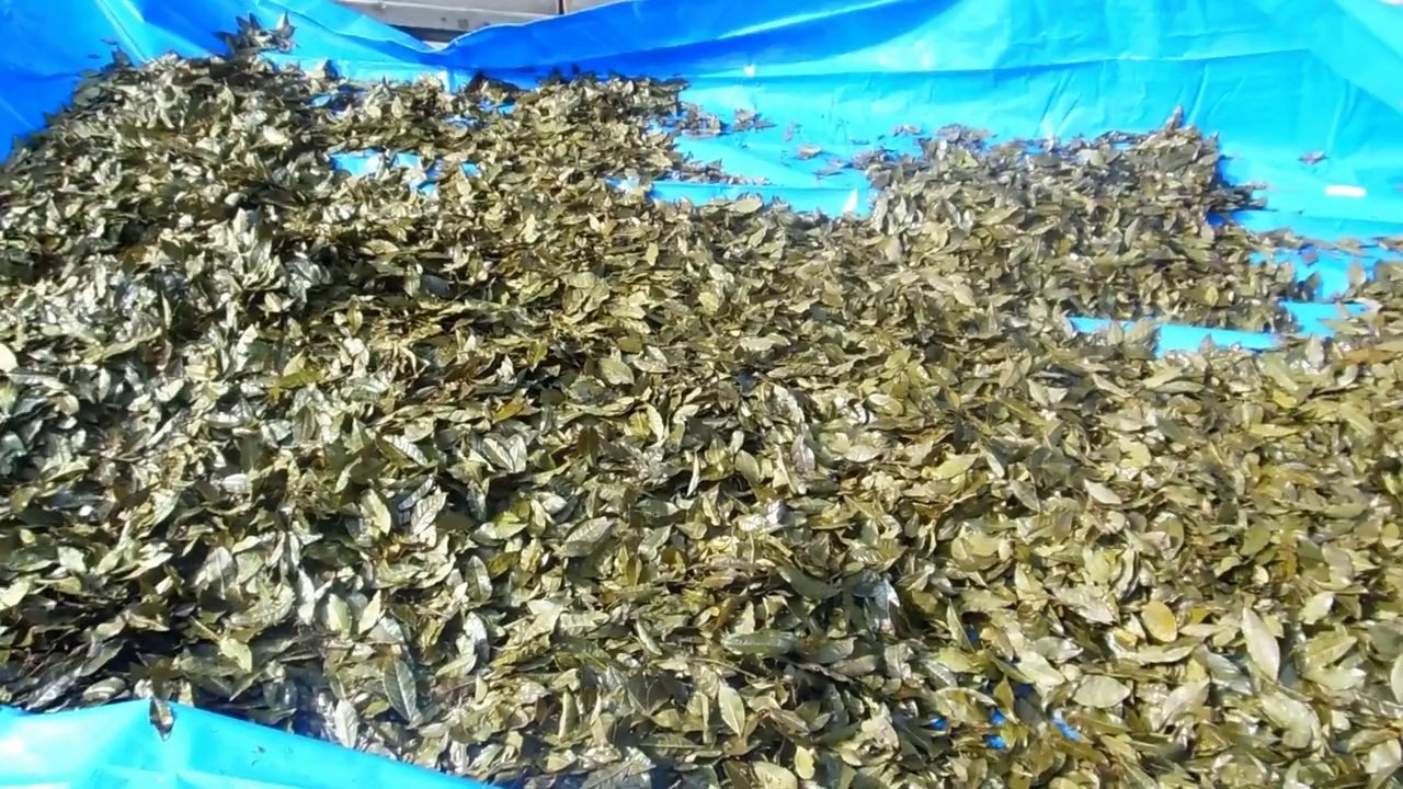 Wild Mountain Japanese Tea