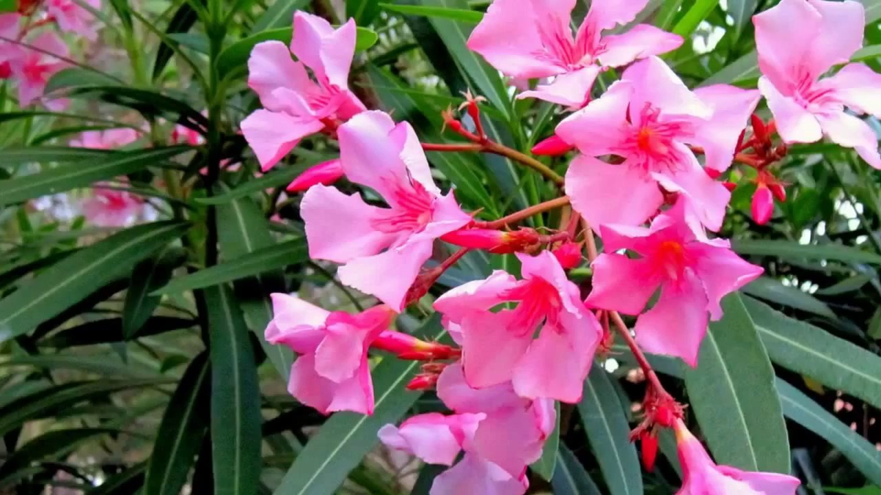 Ngọn Trúc Đào - Lệ Quyên (HD720)