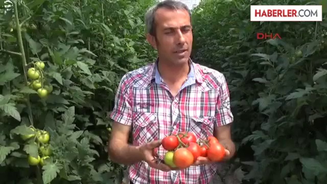 Kadokya'da Topraksız, Hormonsuz Domates Üretiliyor