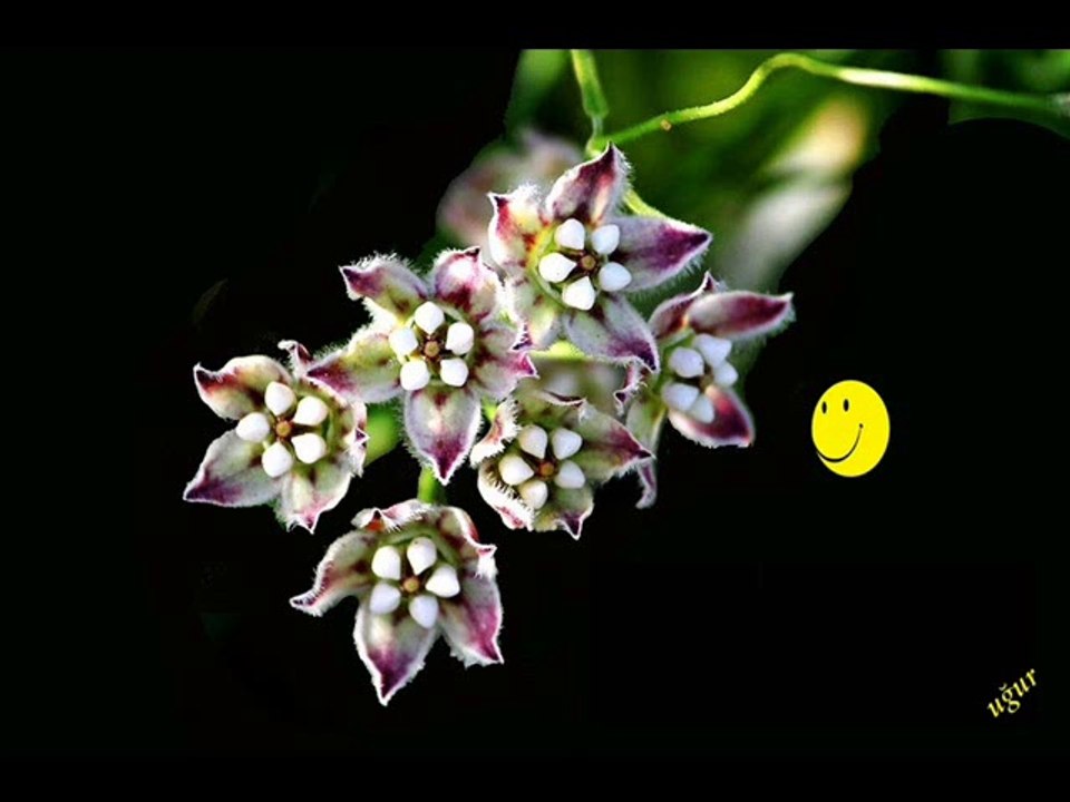 HARİKA AVCI--alışırım