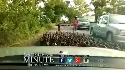 hundreds of ducks