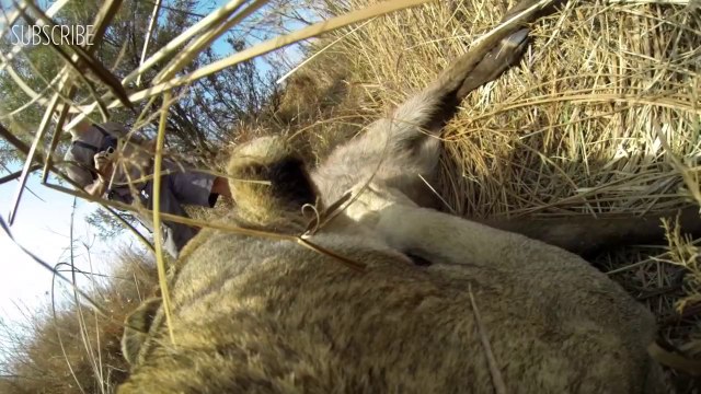 Une lionne chasse avec une GoPro