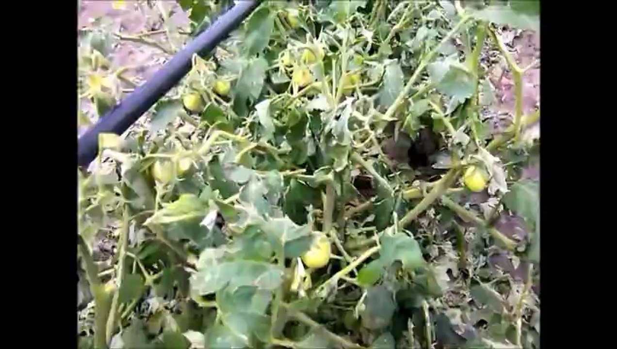 Karacabey Dolu Zararı