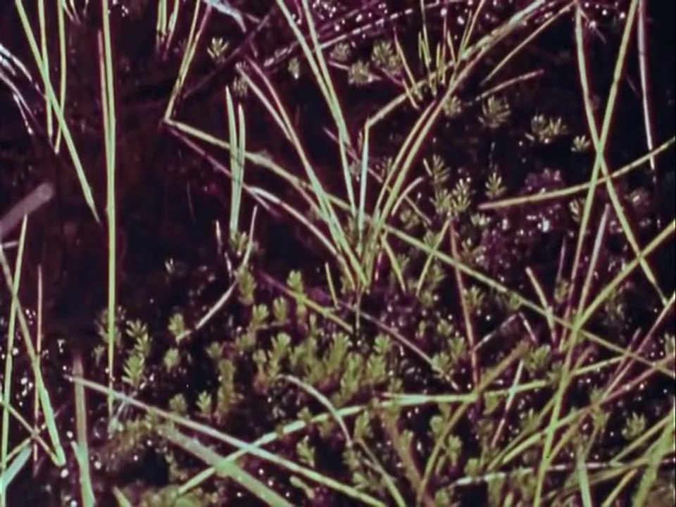 On the threshold  Refuges Alaska, ca. 1971 - ca. 1977