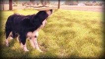 Les incroyables tricks d'équilibre d'un chien
