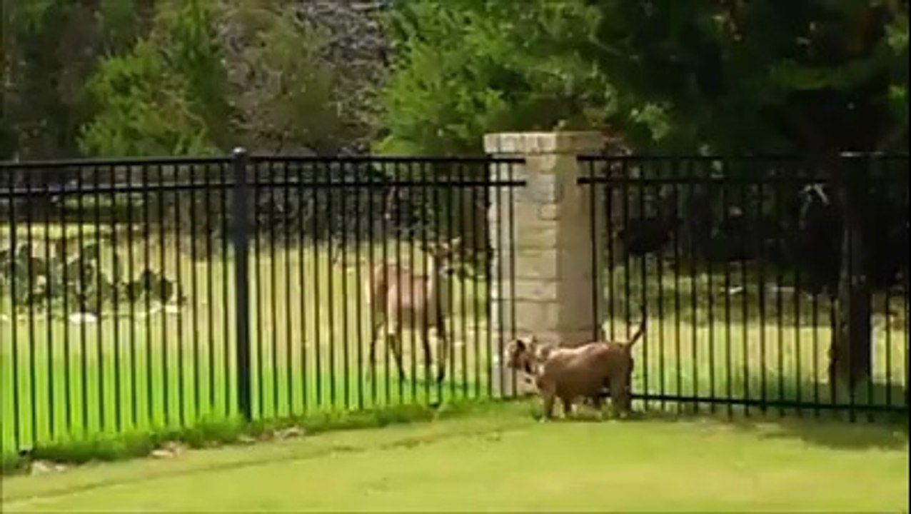 Hund und Reh spielen fangen