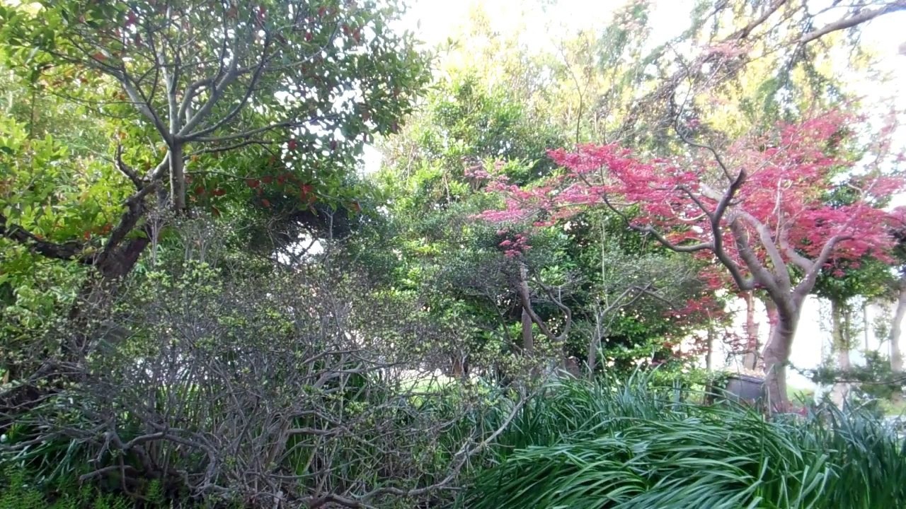 Birds Singing in a Japanese Garden