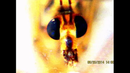 Mosquito like Crane Fly with Pit Bull Dog Like Face.Unbelieveable