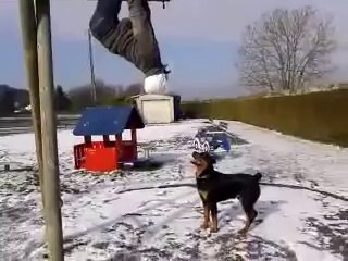 Dog Parkour Fail - Fails World