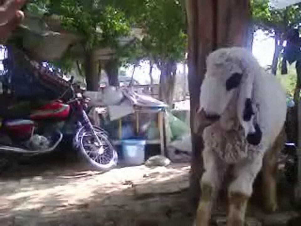 funny bakra
