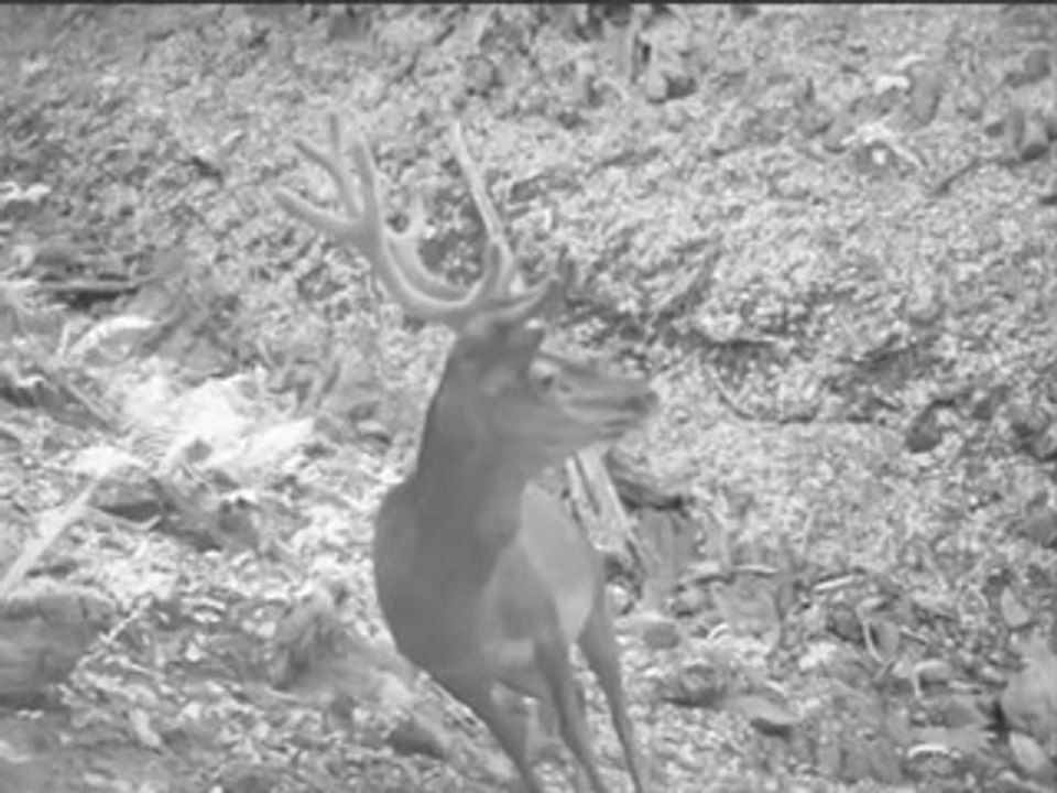 cerf