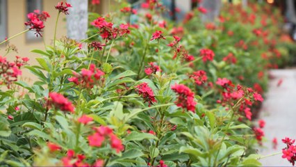 3 juin Sanibel Island & Naples