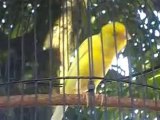 Burung Kenari Kuning Gacor