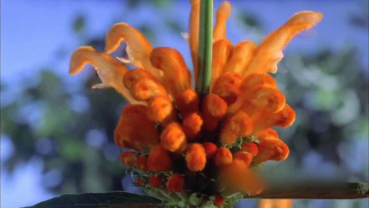 Natural Flowers