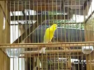 Kenari Kuning Berisik