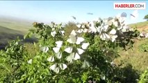 Seyfe Gölü kelebeklere de ev sahipliği yapıyor -