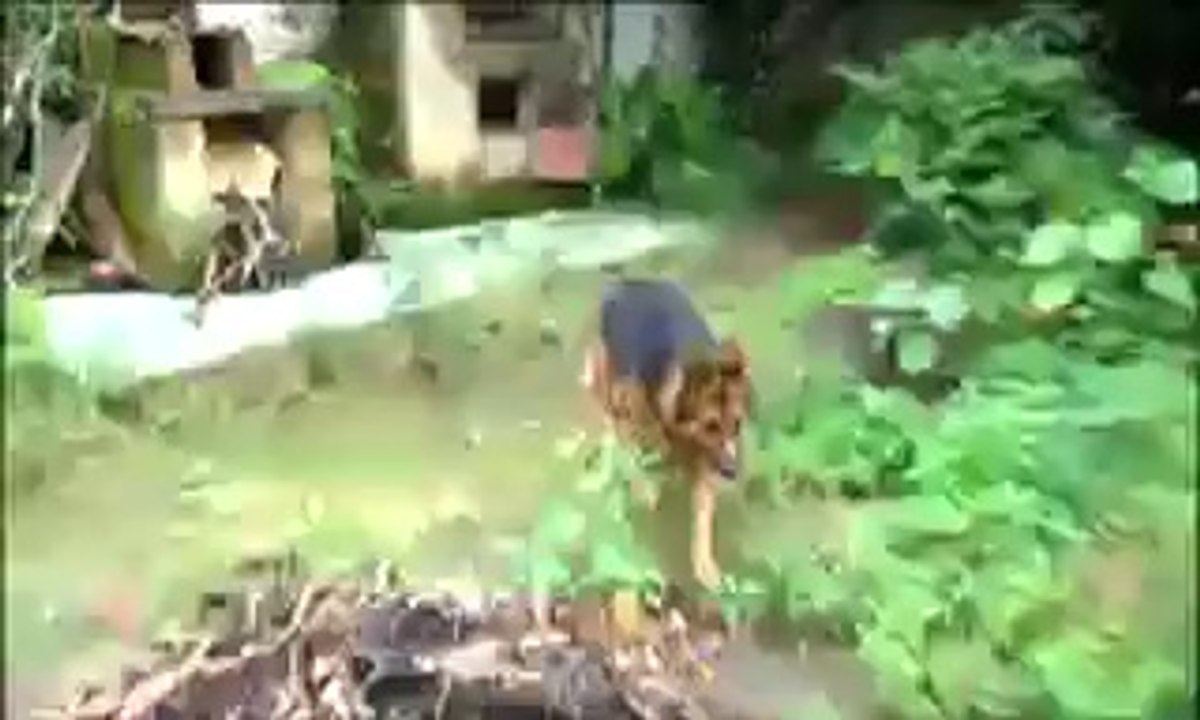 Globo Reporter Cães 3