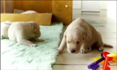Globo Reporter Cães 4