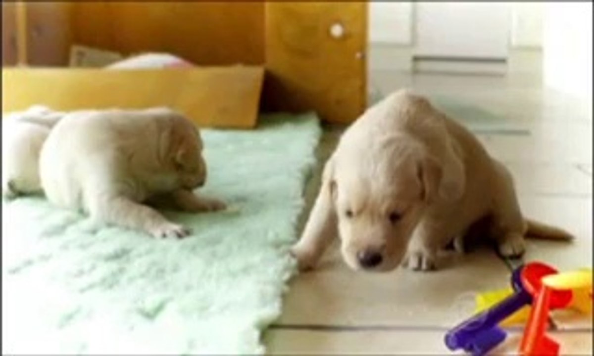 Globo Reporter Cães 4