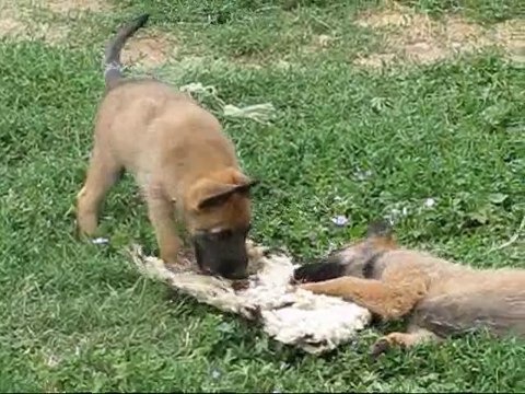 La croix aux chevaux : chiots bergers belges Laekenois 7 semaines