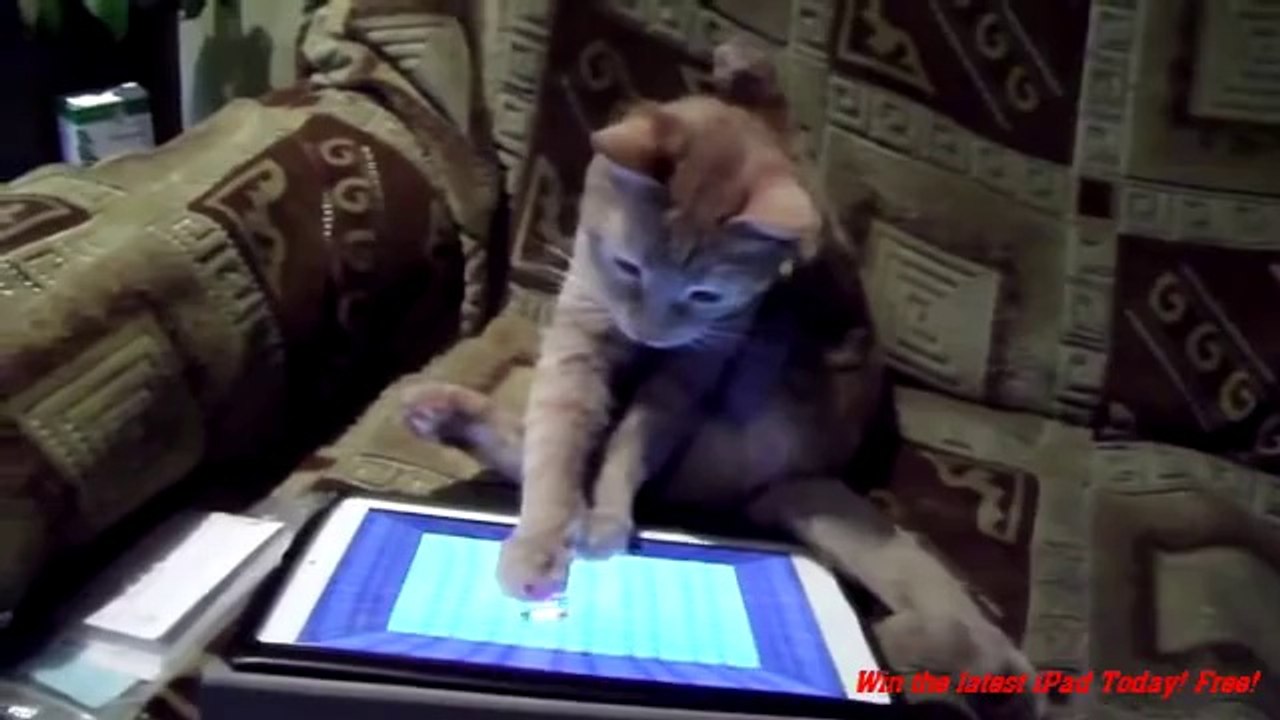 Cat and iPad