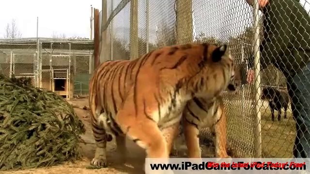 White Tiger Plays iPad - Game for Cats Gone Wild! Lions, servals, and more!