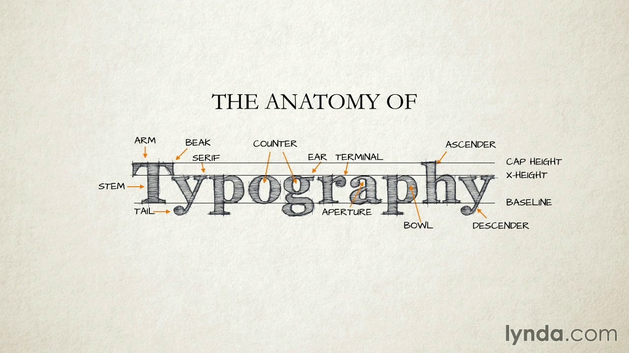 Exploring the anatomy of type