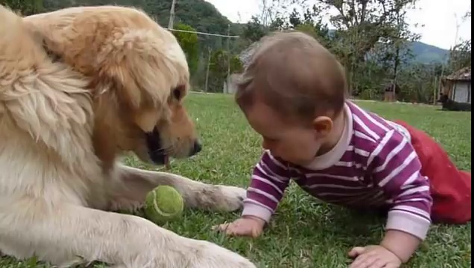 Golden Retriever Ile Minik Bebegin Oyunlari Dailymotion Video