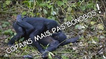 Copains mais, attention... pas Bonobos !