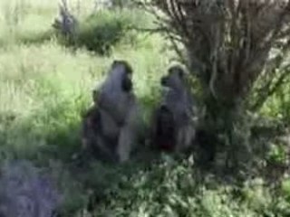 SAFARI NEL PARCO TSAVO EST KENYA