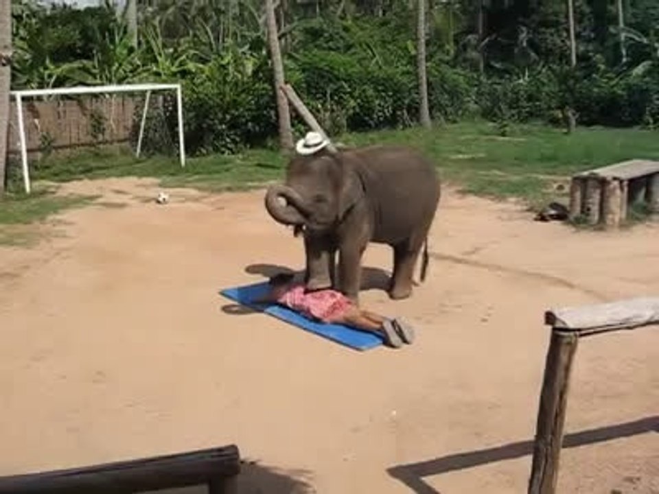 Amazing Elephant
