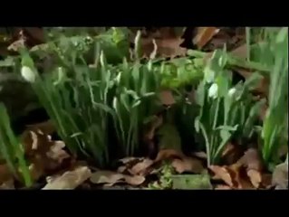 zaboor 136 Sukar YAHUWA Da He Karo (Waris Gill)