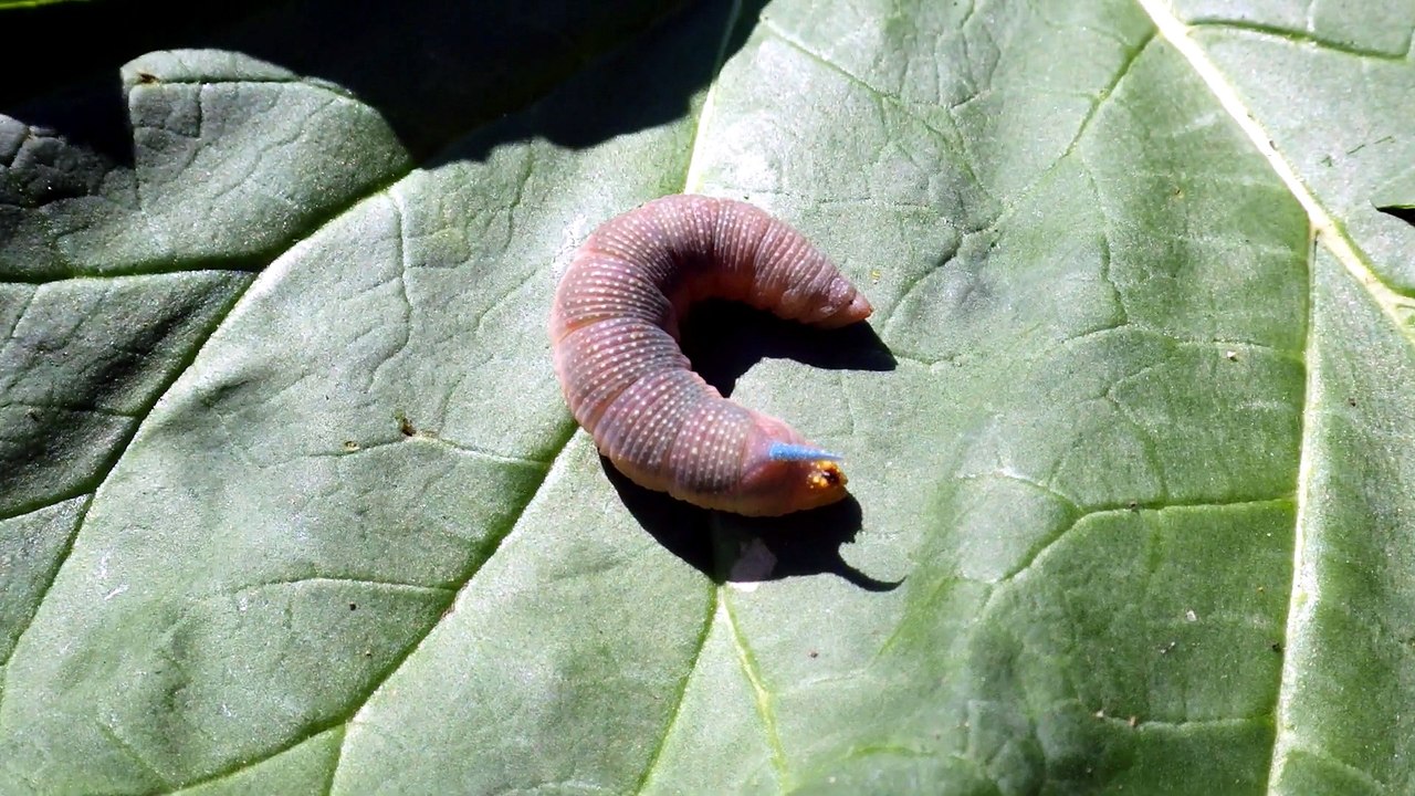 chenille Sphinx du Tilleul 'intimidation'