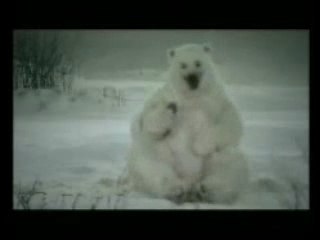 Réchauffement climatique chez les ours