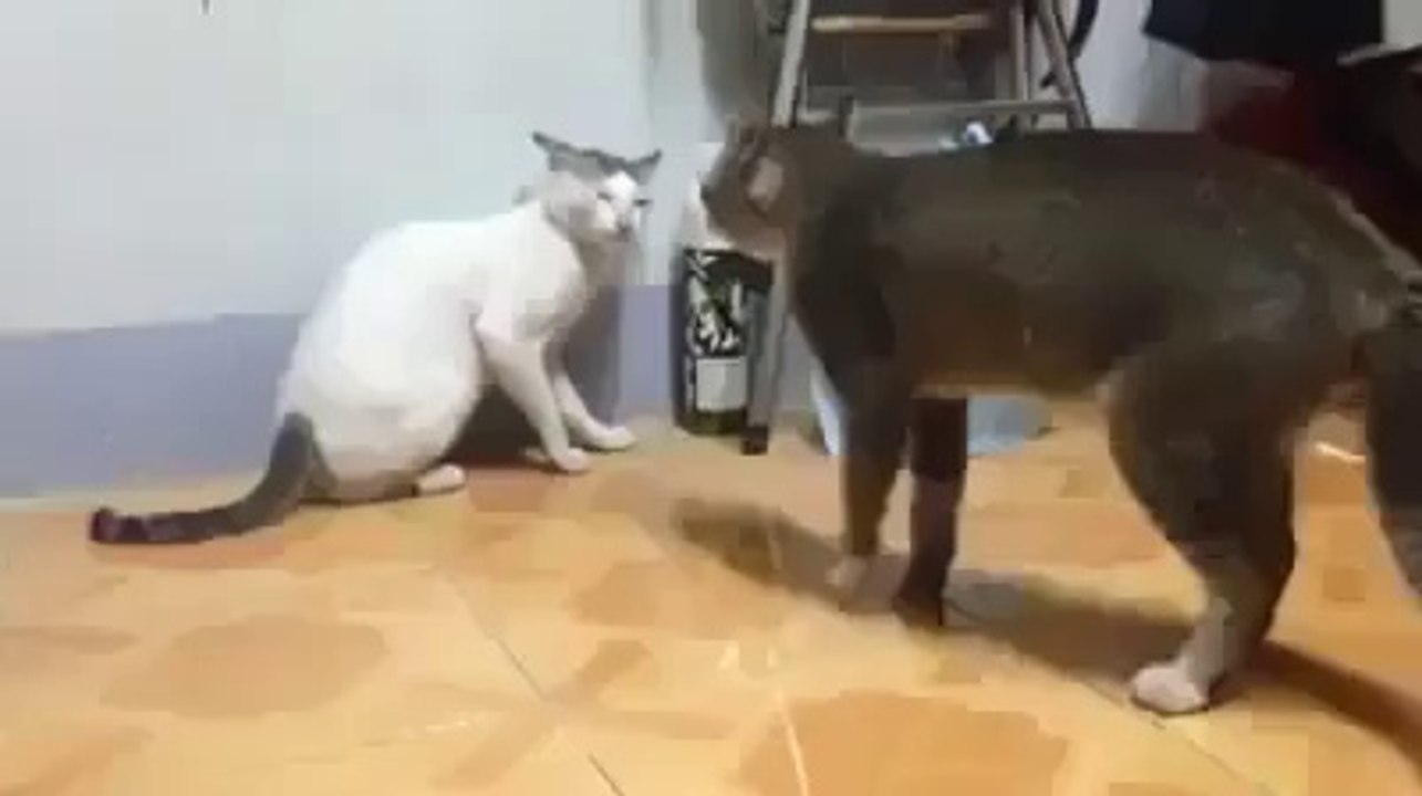 cat fighting