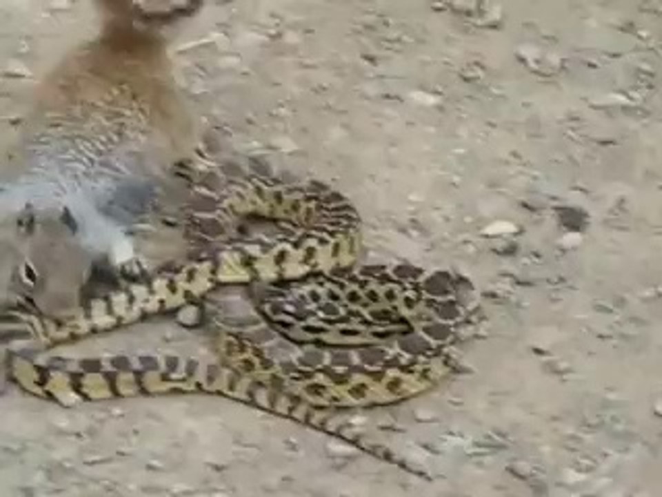 Cobra vs Killer Squirrel