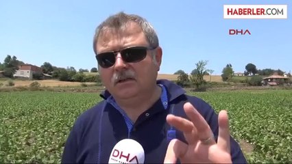 Tütünde Üretim Yeniden Canlandı