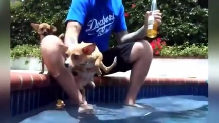 2014 Yılının En Komik Hayvan Videoları