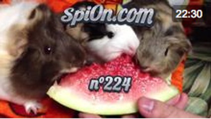 Le Zap de Spi0n n°224 - Zapping du Web