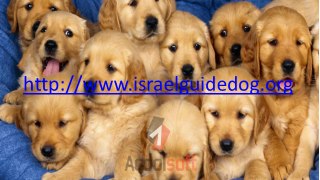 blind childng guide dog training Service dogs in Israel