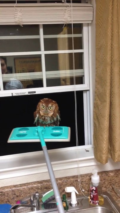 Man Removes Owl From His House Using A Swiffer
