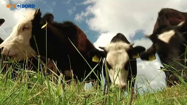 Zuivelboerderij: vanaf nul weer beginnen - RTV Noord