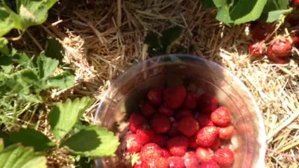 la fête des fraises