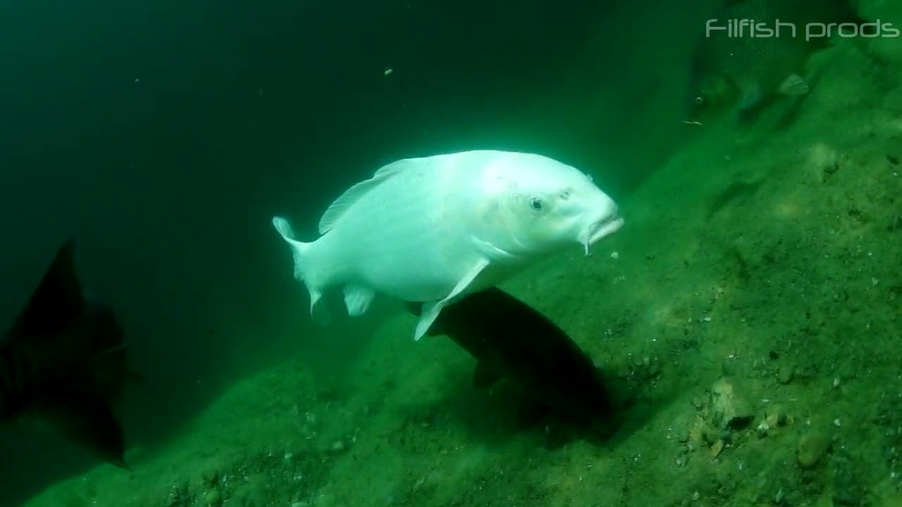 Poissons Sauvages Hors Série Spécial Rhônes Alpes