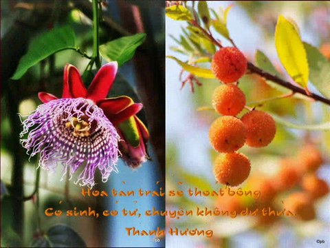 Caroline Thanh Hương trình bày thơ Nắng Chờ Hè Sang, và nhiều bài thơ Thanh Hương cảm tác từ ảnh chụp nhiều tác giả