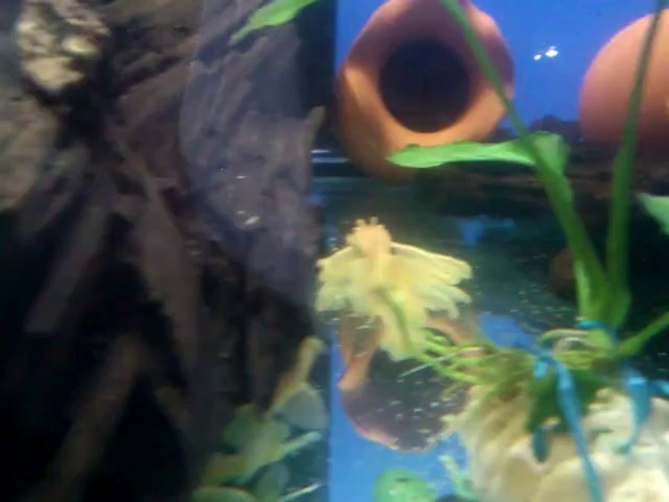 L144 Logfin Blue Eyes Kolonim