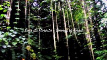 Bossa Nova Jazz Instrumental: 'Sounds of Forest' (Official Music Video)