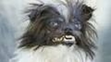 Le chien le plus moche du monde (2014)