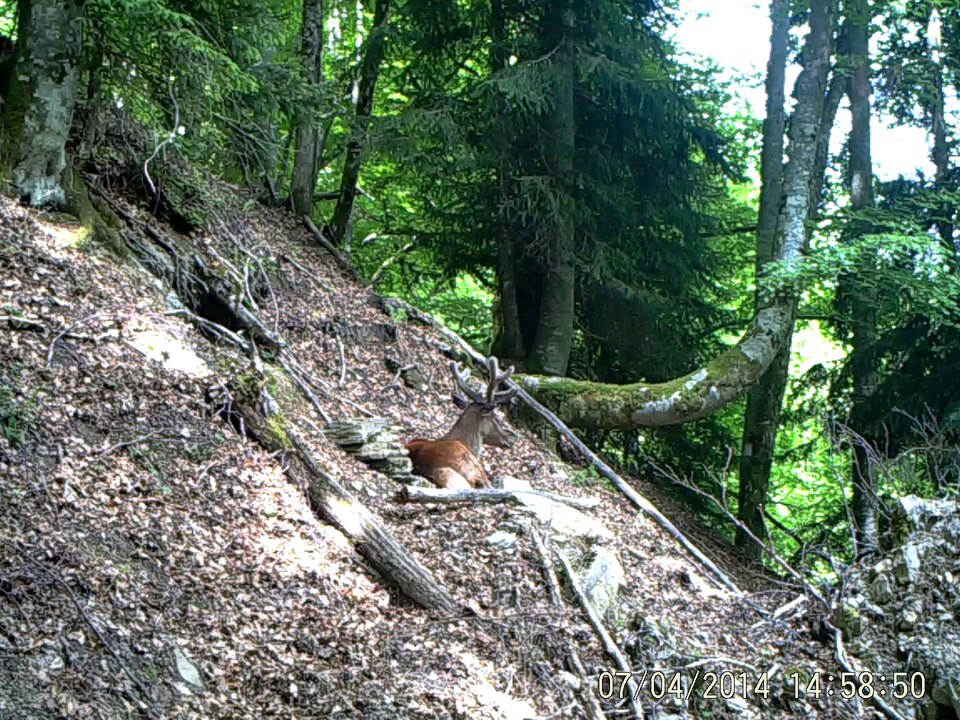 cerf (2)