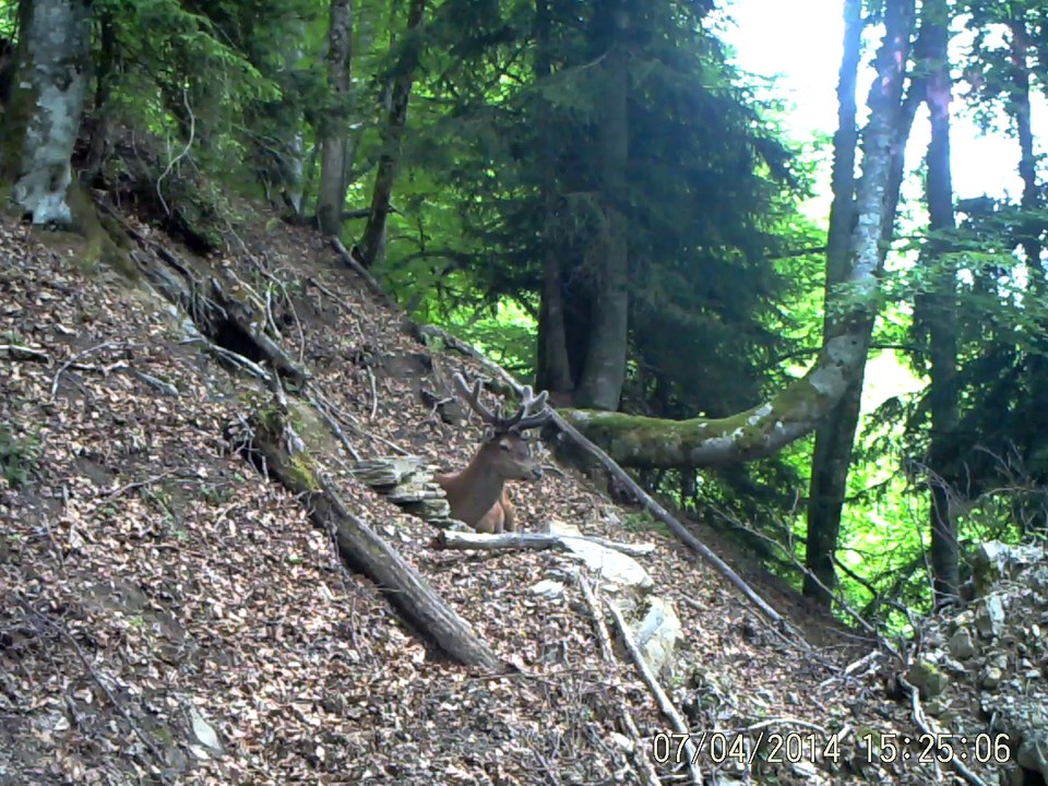 cerf (12)